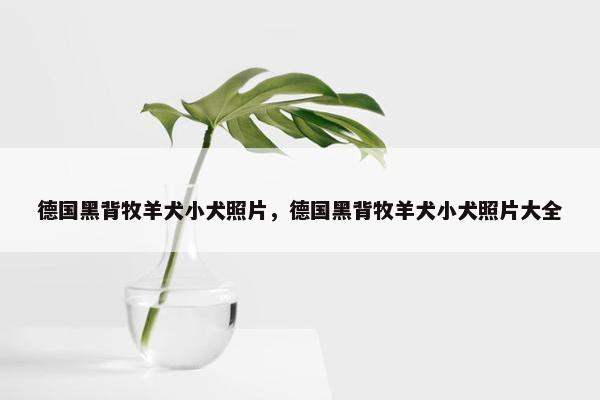 德国黑背牧羊犬小犬照片，德国黑背牧羊犬小犬照片大全