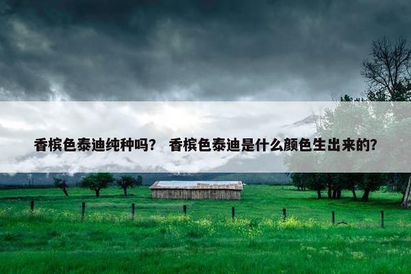 香槟色泰迪纯种吗？ 香槟色泰迪是什么颜色生出来的？