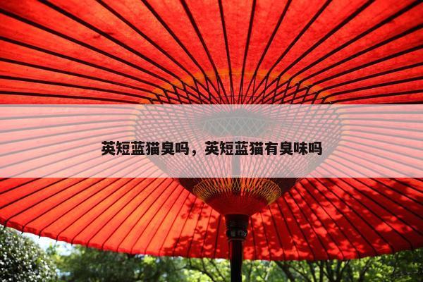 英短蓝猫臭吗，英短蓝猫有臭味吗