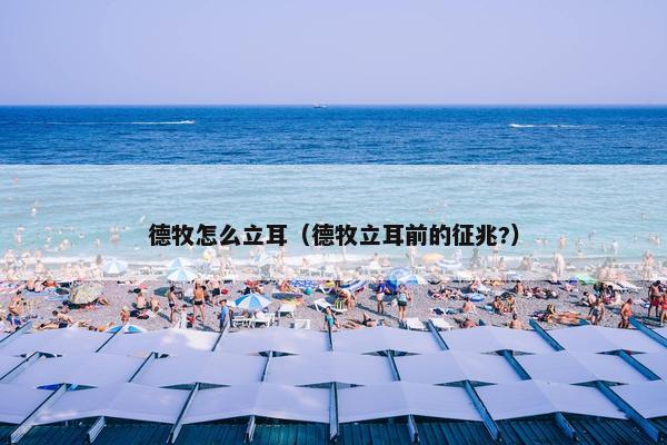 德牧怎么立耳（德牧立耳前的征兆?）