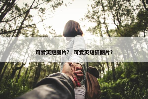 可爱英短图片？ 可爱英短猫图片？