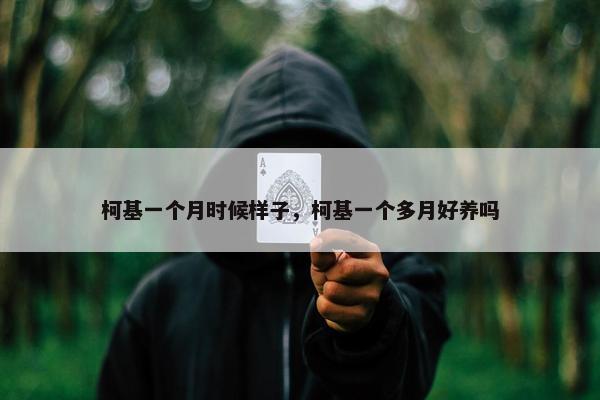 柯基一个月时候样子，柯基一个多月好养吗