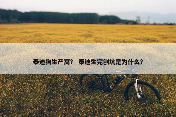 泰迪狗生产窝？ 泰迪生完刨坑是为什么？