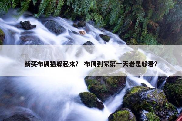 新买布偶猫躲起来？ 布偶到家第一天老是躲着？