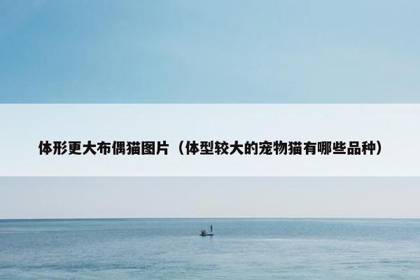 体形更大布偶猫图片（体型较大的宠物猫有哪些品种）