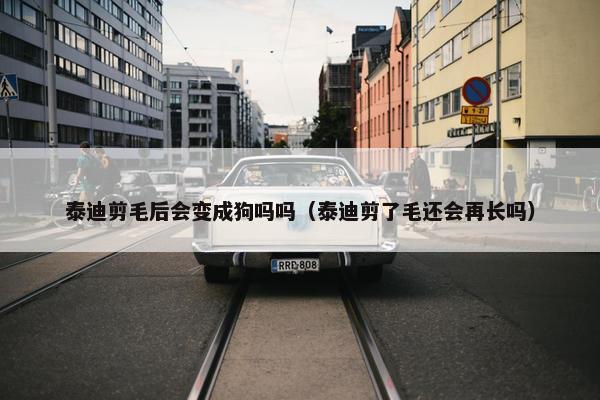 泰迪剪毛后会变成狗吗吗（泰迪剪了毛还会再长吗）