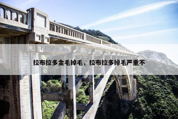 拉布拉多金毛掉毛，拉布拉多掉毛严重不