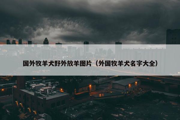 国外牧羊犬野外放羊图片（外国牧羊犬名字大全）