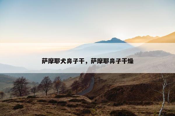 萨摩耶犬鼻子干，萨摩耶鼻子干燥