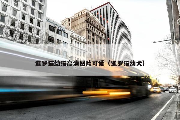 暹罗猫幼猫高清图片可爱（暹罗猫幼犬）
