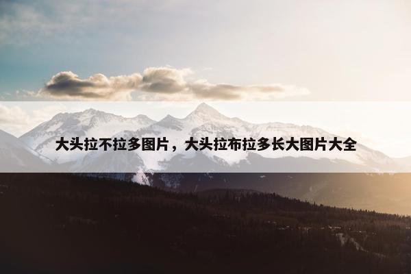 大头拉不拉多图片，大头拉布拉多长大图片大全