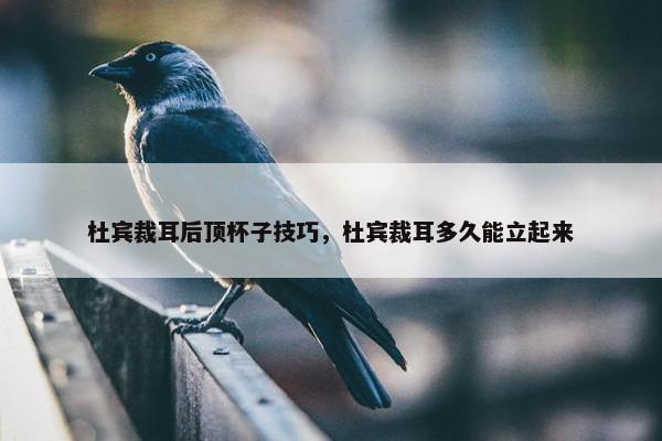 杜宾裁耳后顶杯子技巧，杜宾裁耳多久能立起来
