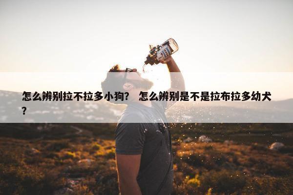 怎么辨别拉不拉多小狗？ 怎么辨别是不是拉布拉多幼犬？