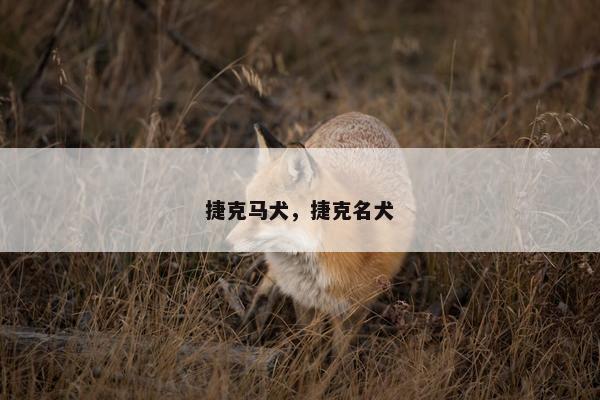 捷克马犬，捷克名犬