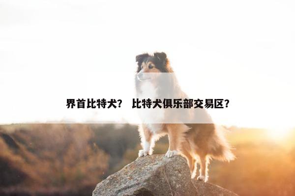 界首比特犬？ 比特犬俱乐部交易区？