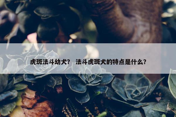 虎斑法斗幼犬？ 法斗虎斑犬的特点是什么？