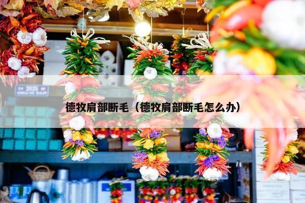 德牧肩部断毛（德牧肩部断毛怎么办）