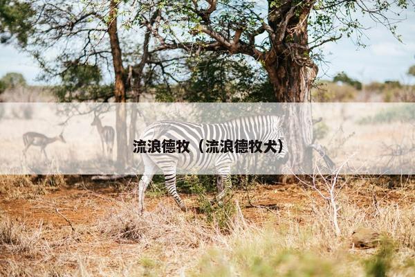 流浪德牧（流浪德牧犬）
