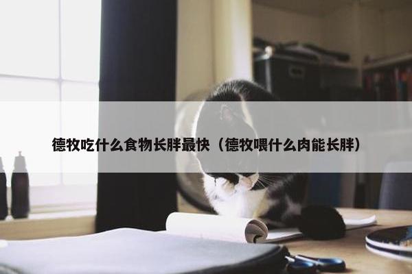 德牧吃什么食物长胖最快（德牧喂什么肉能长胖）