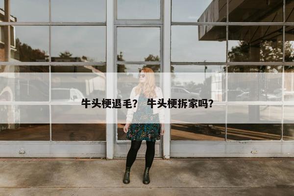 牛头梗退毛？ 牛头梗拆家吗？
