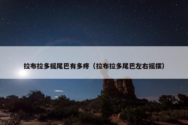 拉布拉多摇尾巴有多疼（拉布拉多尾巴左右摇摆）