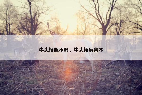 牛头梗胆小吗，牛头梗厉害不