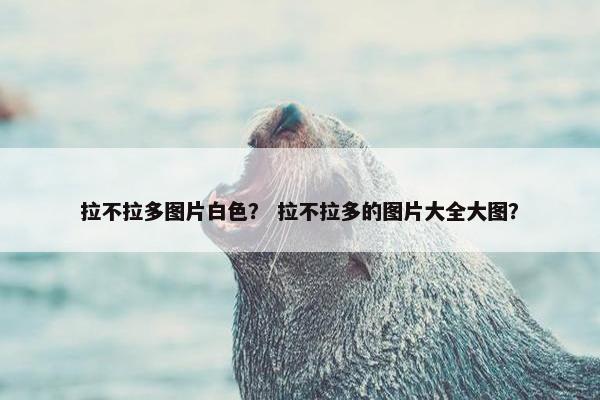拉不拉多图片白色？ 拉不拉多的图片大全大图？