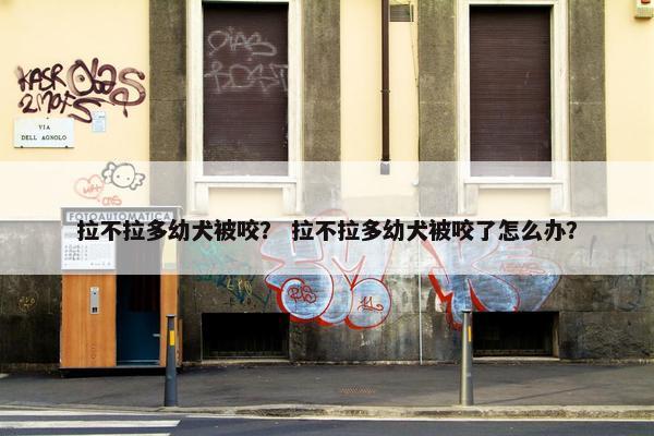 拉不拉多幼犬被咬？ 拉不拉多幼犬被咬了怎么办？