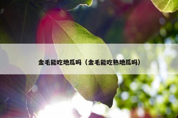 金毛能吃地瓜吗（金毛能吃熟地瓜吗）