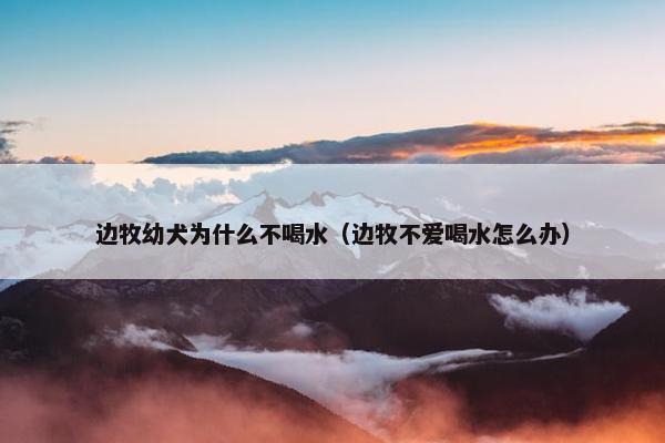 边牧幼犬为什么不喝水（边牧不爱喝水怎么办）