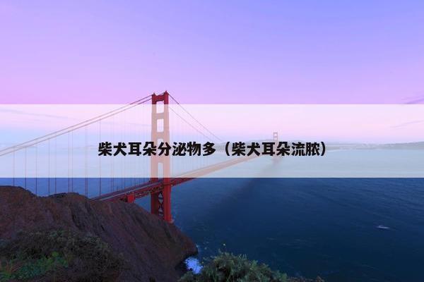 柴犬耳朵分泌物多（柴犬耳朵流脓）