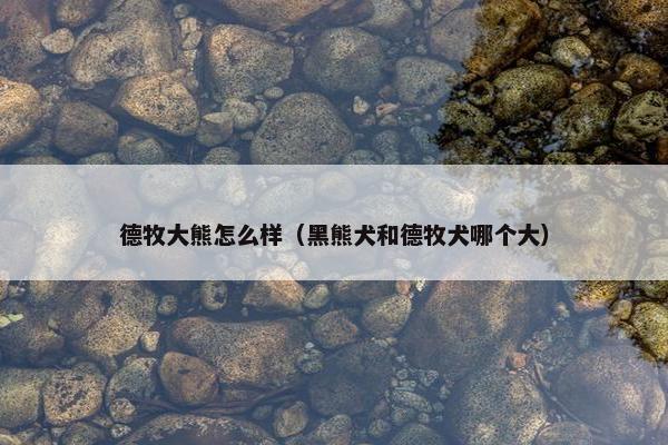 德牧大熊怎么样（黑熊犬和德牧犬哪个大）