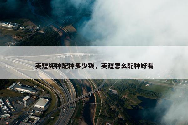 英短纯种配种多少钱，英短怎么配种好看