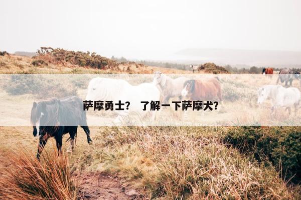 萨摩勇士？ 了解一下萨摩犬？