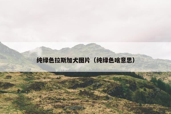 纯绿色拉斯加犬图片（纯绿色啥意思）