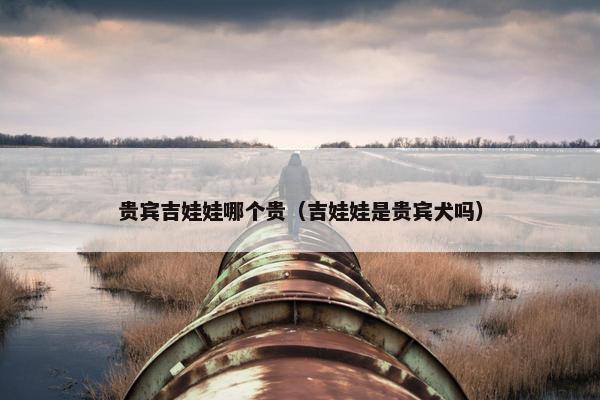 贵宾吉娃娃哪个贵（吉娃娃是贵宾犬吗）
