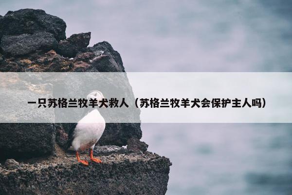 一只苏格兰牧羊犬救人（苏格兰牧羊犬会保护主人吗）
