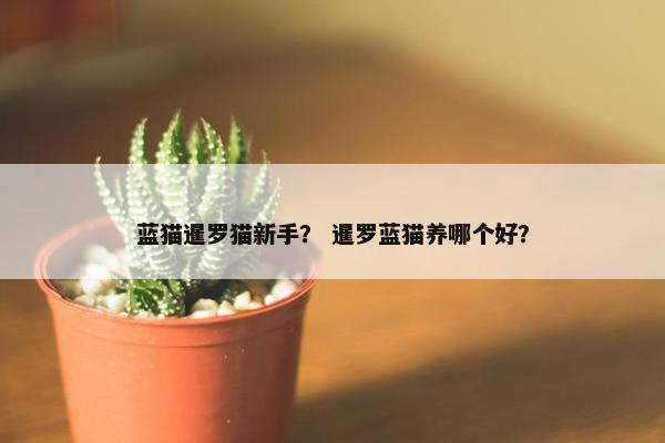 蓝猫暹罗猫新手？ 暹罗蓝猫养哪个好？