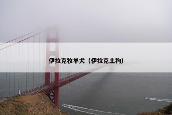伊拉克牧羊犬（伊拉克土狗）