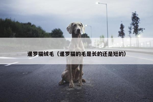 暹罗猫绒毛（暹罗猫的毛是长的还是短的）
