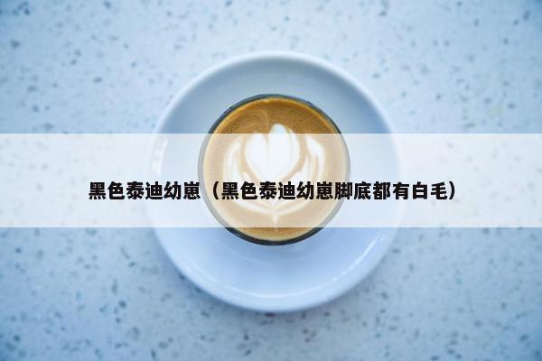 黑色泰迪幼崽（黑色泰迪幼崽脚底都有白毛）
