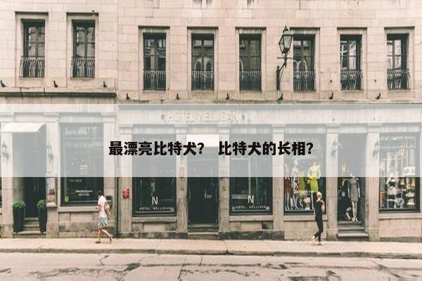 最漂亮比特犬？ 比特犬的长相？