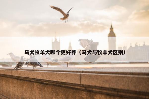 马犬牧羊犬哪个更好养（马犬与牧羊犬区别）