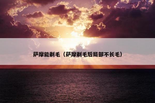 萨摩能剃毛(萨摩剃毛后局部不长毛) 萨摩能剃毛(萨摩剃毛后局部不长毛)