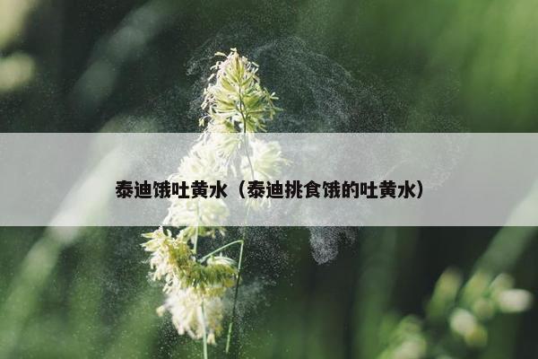 泰迪饿吐黄水（泰迪挑食饿的吐黄水）