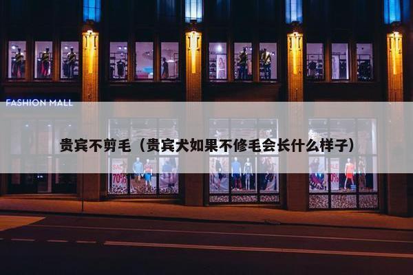 贵宾不剪毛（贵宾犬如果不修毛会长什么样子）