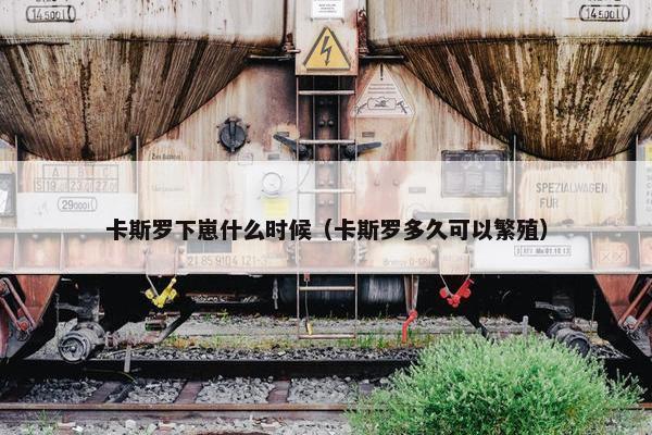 卡斯罗下崽什么时候(卡斯罗多久可以繁殖) 卡斯罗下崽什么时候(卡斯罗多久可以繁殖)