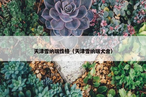 天津雪纳瑞性格（天津雪纳瑞犬舍）