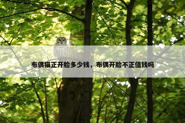 布偶猫正开脸多少钱，布偶开脸不正值钱吗