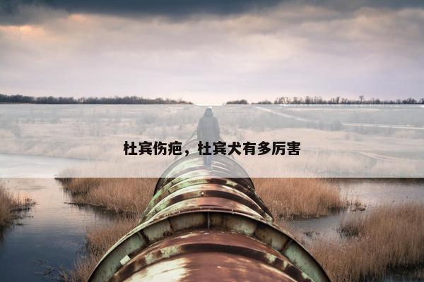 杜宾伤疤,杜宾犬有多厉害 杜宾伤疤,杜宾犬有多厉害